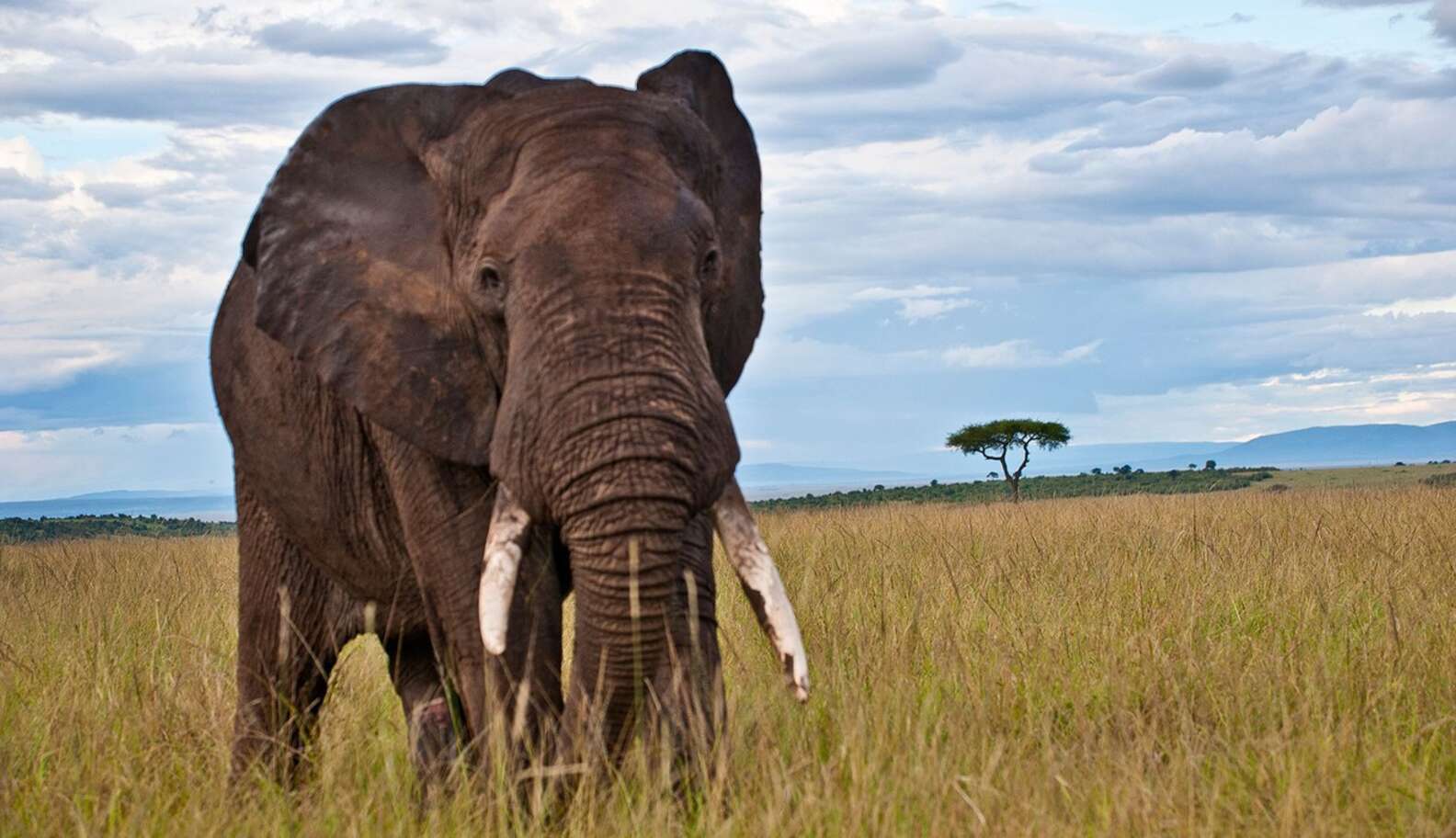 A Long-awaited Victory For Circus Elephants - The Dodo