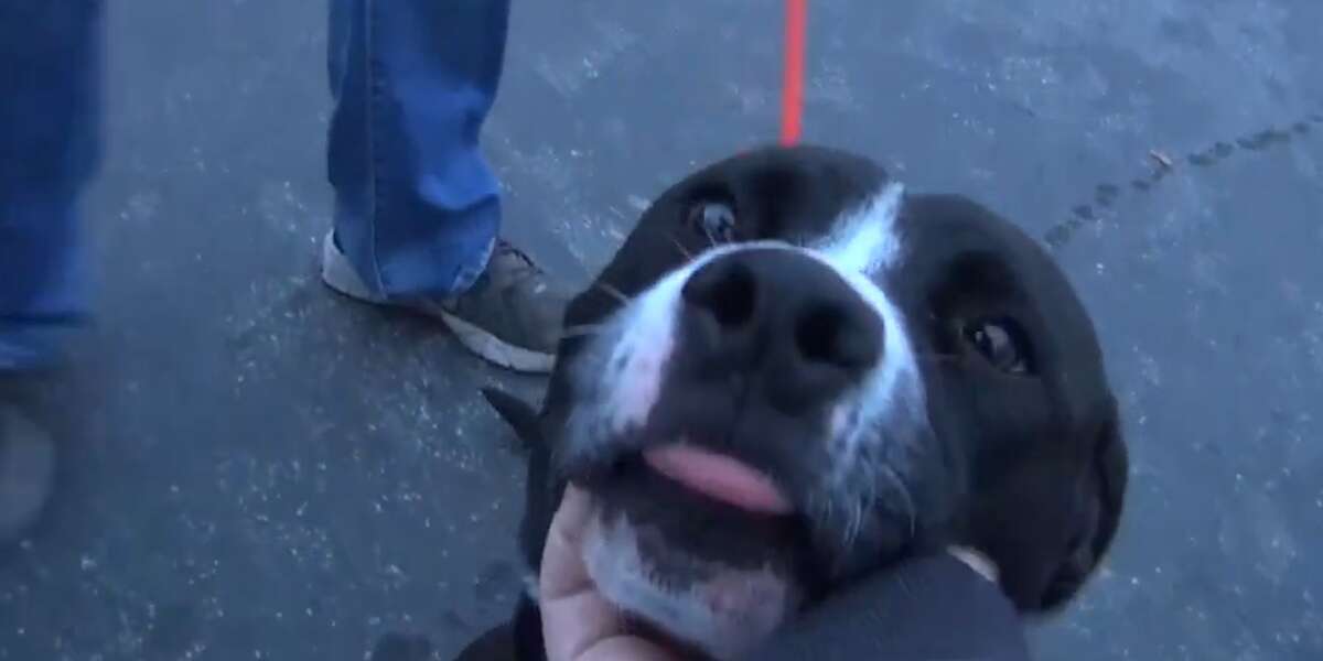 Dog Flips Out When He Realizes He's Been Adopted The Dodo