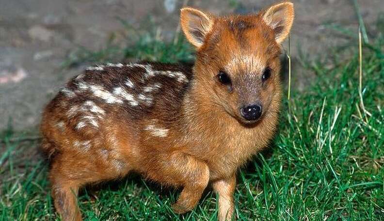 Meet The World s Tiniest Most Magical Deer The Dodo