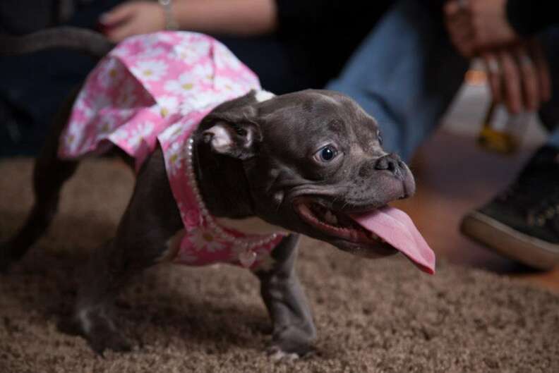 Pit Bull With Dwarfism Has No Idea She s So Small The Dodo