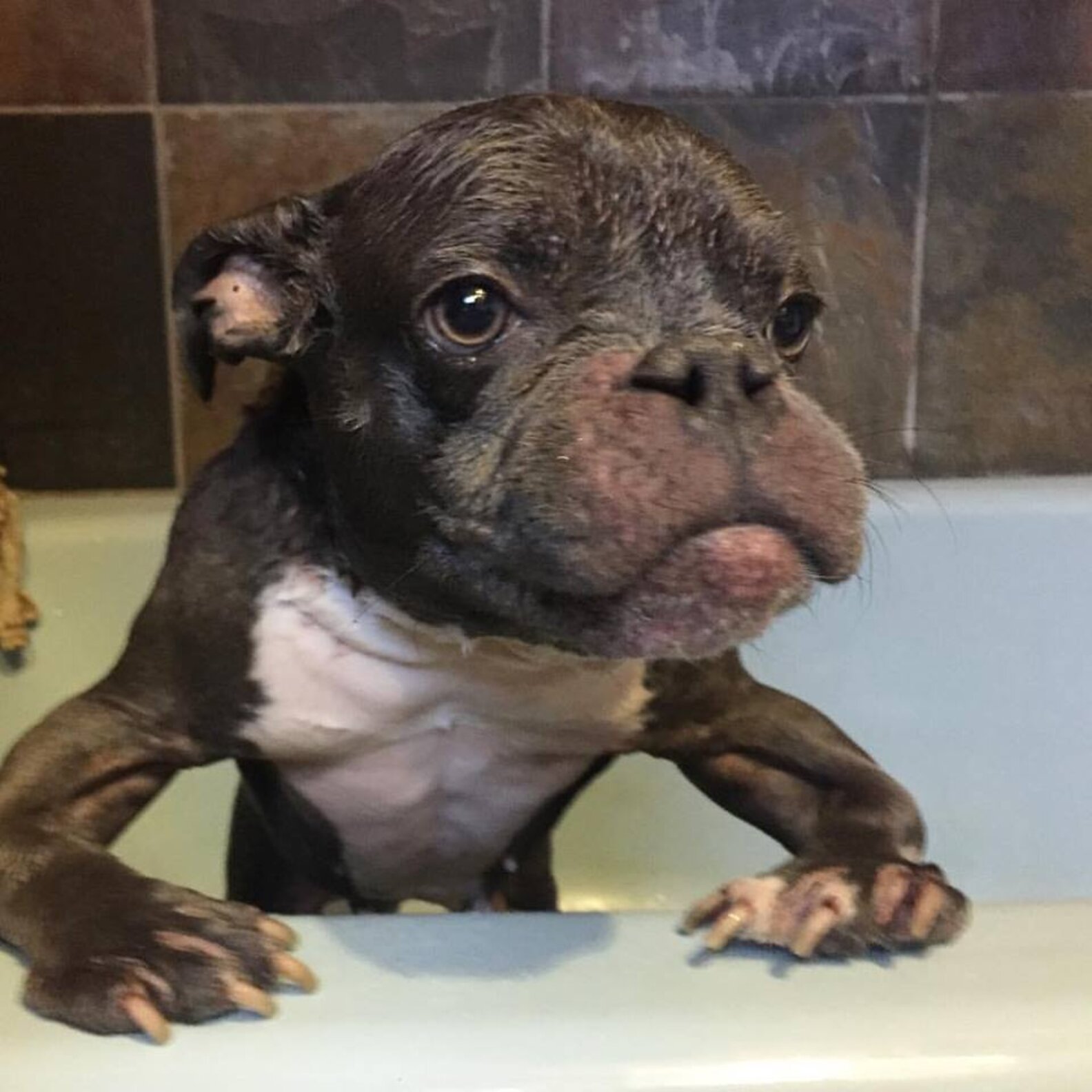 Pit Bull With Dwarfism Has No Idea She's So Small - The Dodo