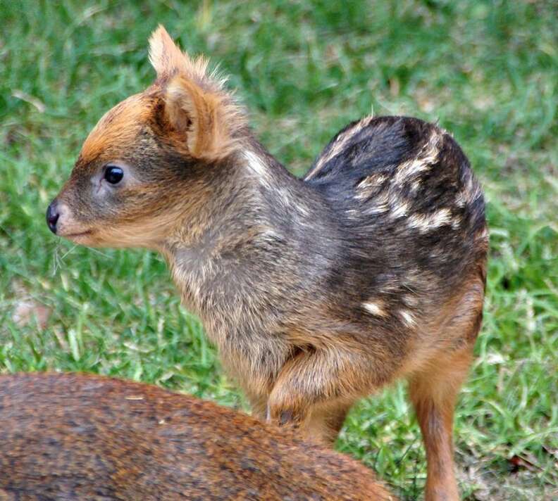 Meet The Magical Pudu - The Tiniest And Cutest Deer In The World (11 Pics) - Kingdoms TV