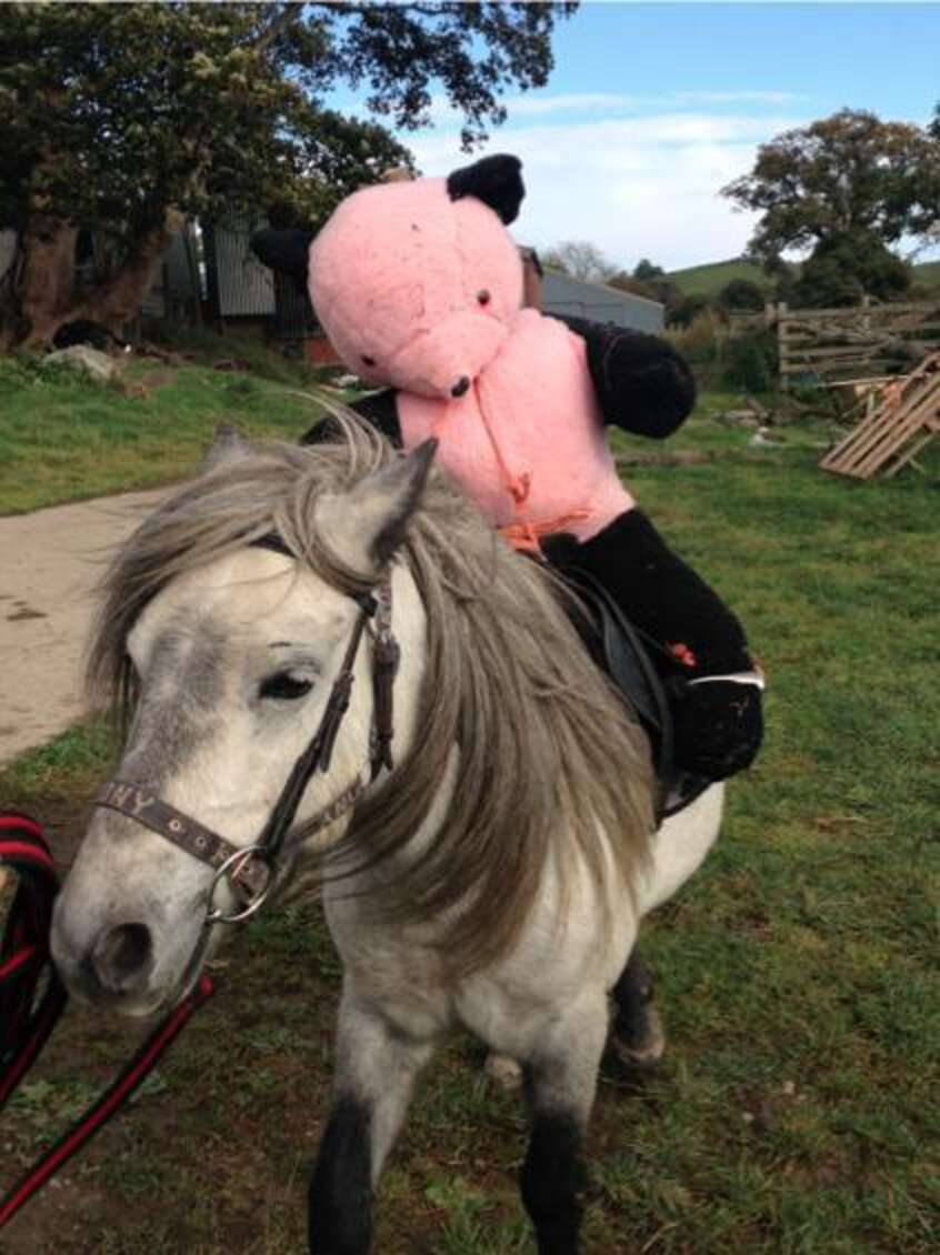 horse with teddy bear