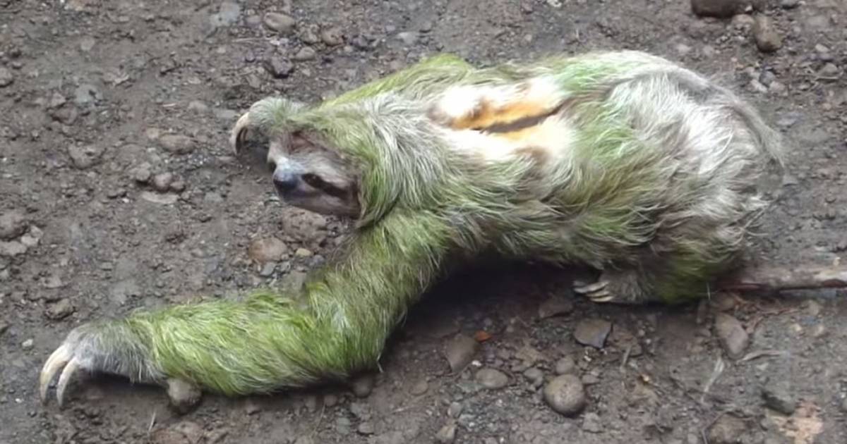 sloth walking gif