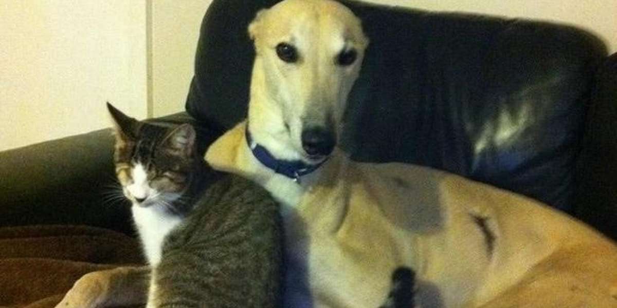 greyhound kills cat