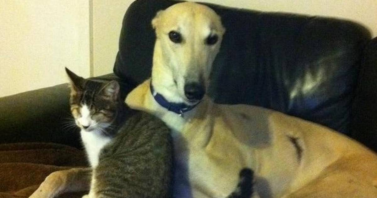 Greyhound kills sale cat