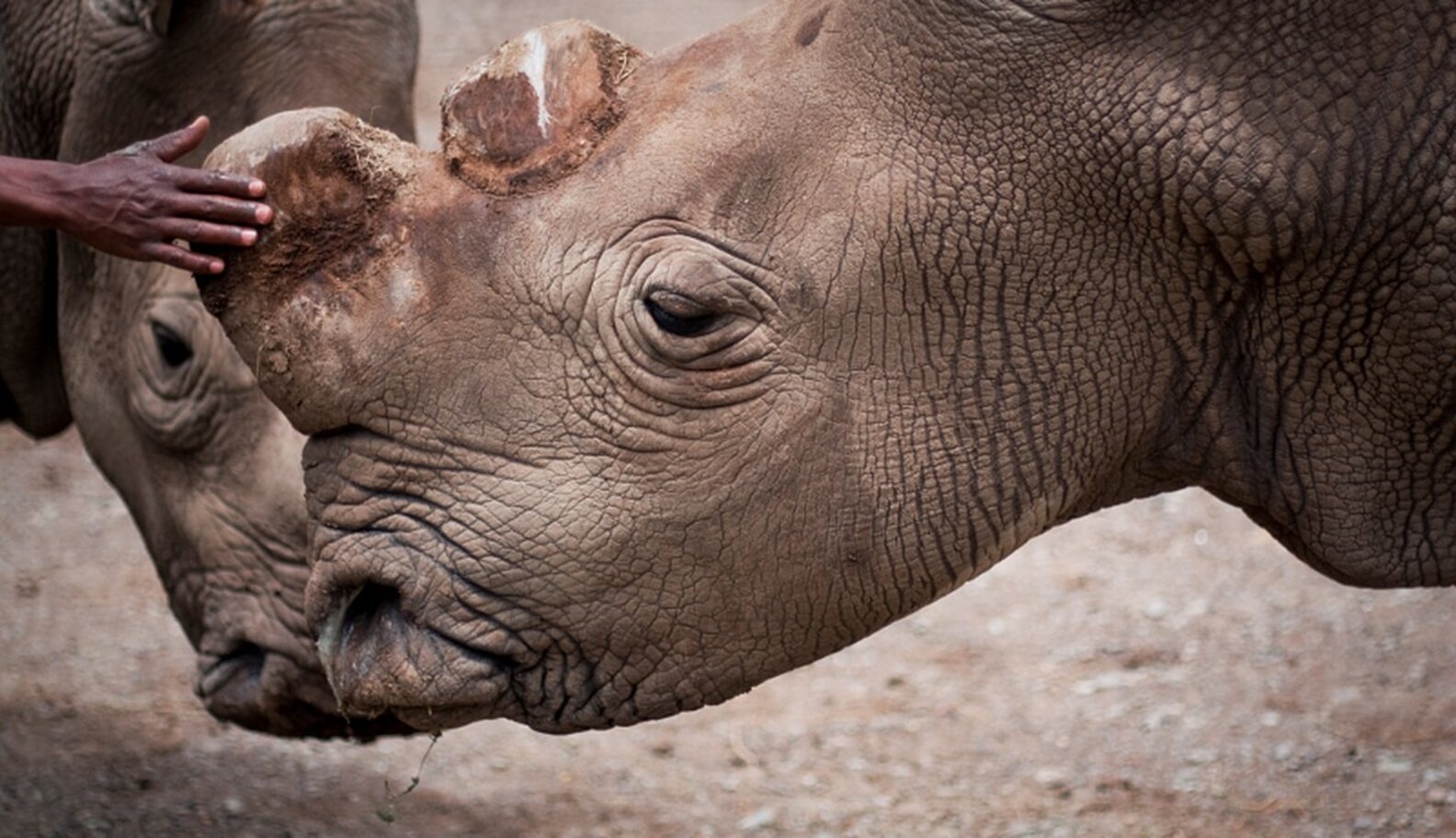 4 Remaining Rare Rhinos Can't Reproduce ... Or Can They? - The Dodo