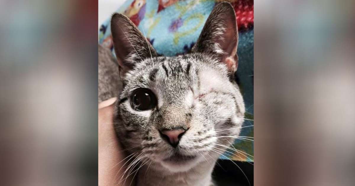 one eyed cat adoption