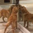 Golden Retriever Puppy Plays With Her Reflection