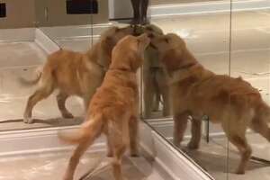 Golden Retriever Puppy Plays With Her Reflection