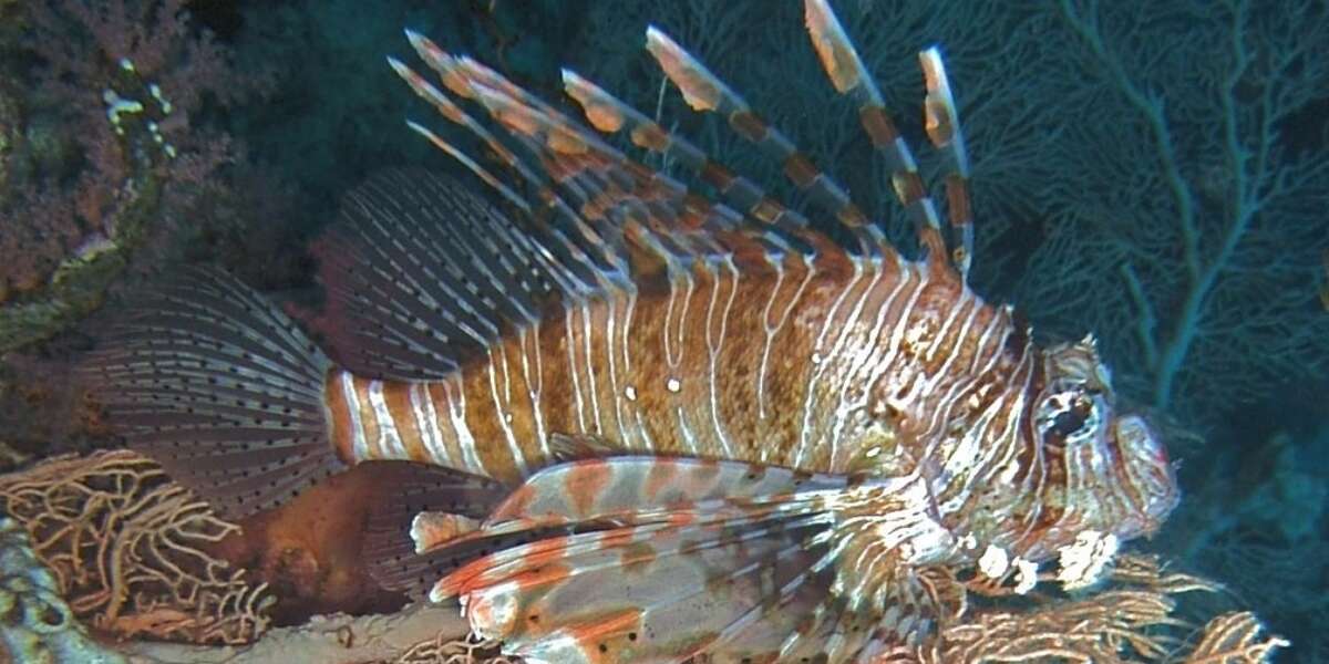 New Data Shows How Smart Fish Really Are - The Dodo