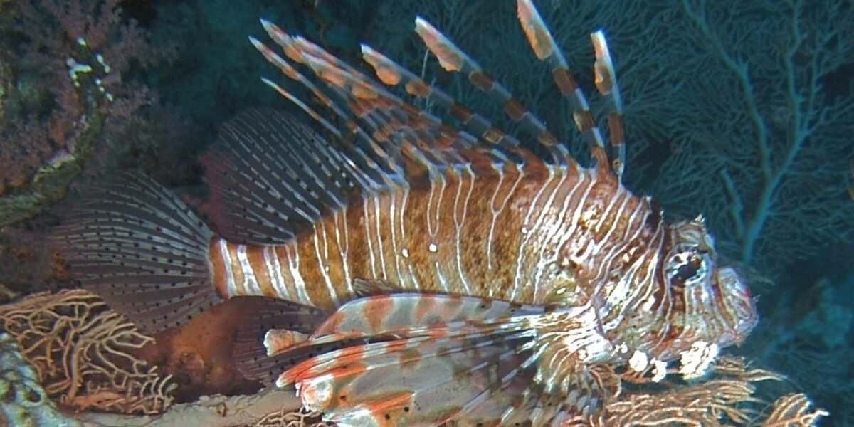 Fish Endole New Data Shows How Smart Fish Really Are - The Dodo