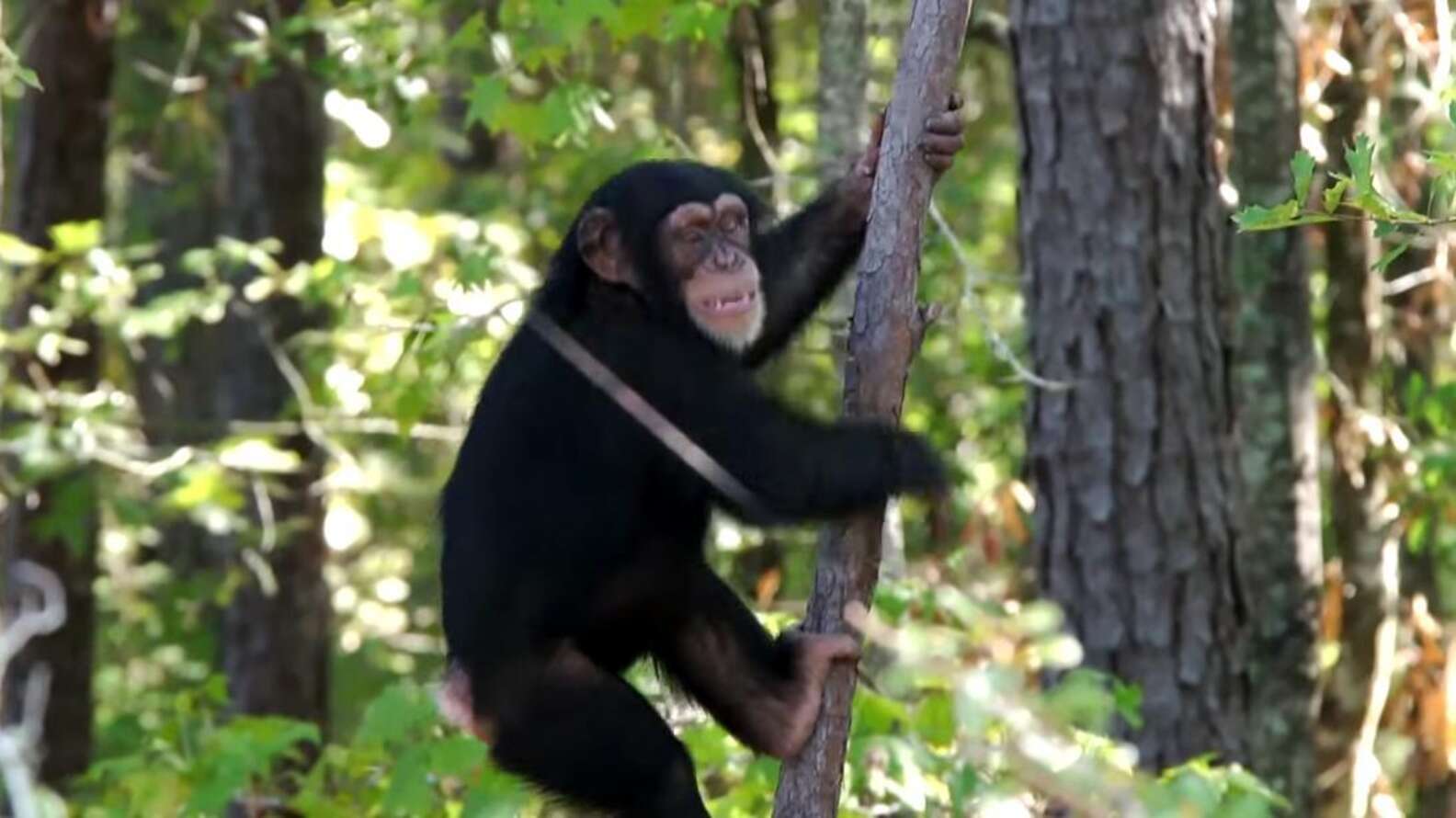 VICTORY: Last Lab Chimps Owned By U.S. Government Will Finally Roam ...