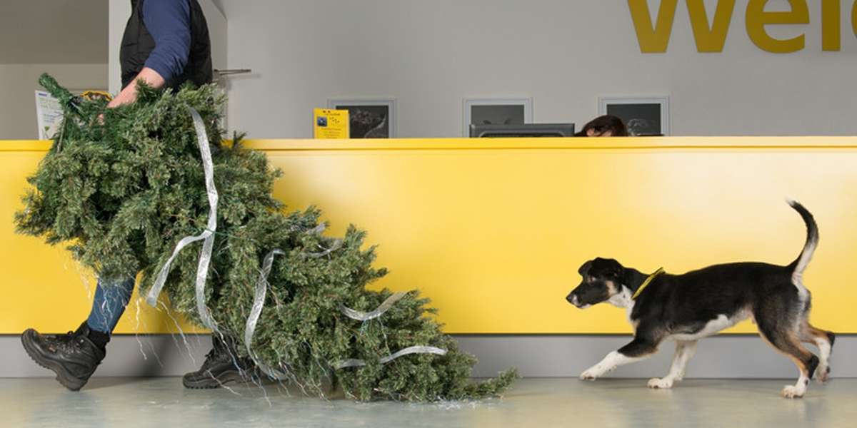 Rescue dogs getting ready for Christmas.. - The Dodo