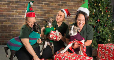 3 puppies, pile of presents to be wrapped... what could go wrong?!