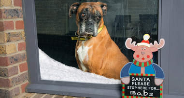 Was that a Reindeer... I think I saw a reindeer!