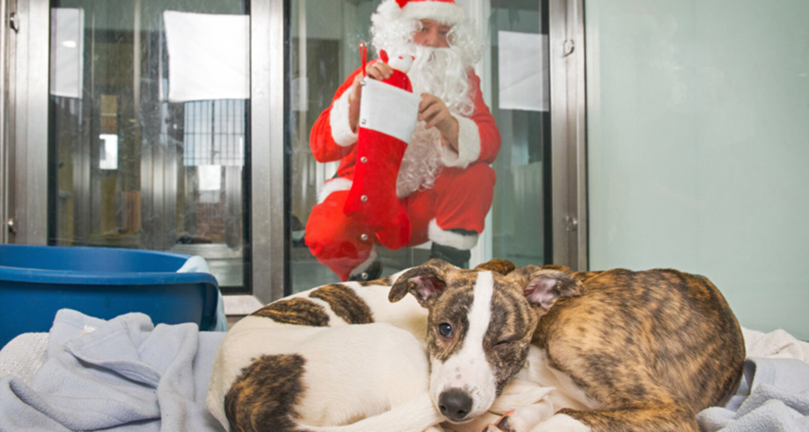 Rescue dogs getting ready for Christmas.. The Dodo
