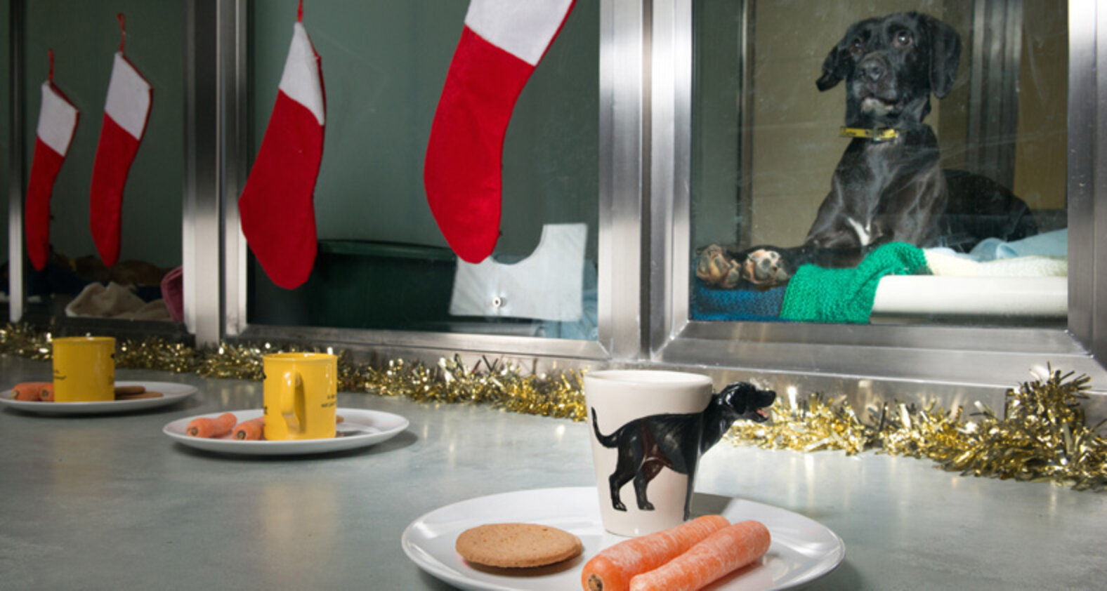 Rescue dogs getting ready for Christmas.. - The Dodo
