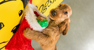 You didn't see me and don't tell the Chihuahua in the kennel next door, it belongs to him!