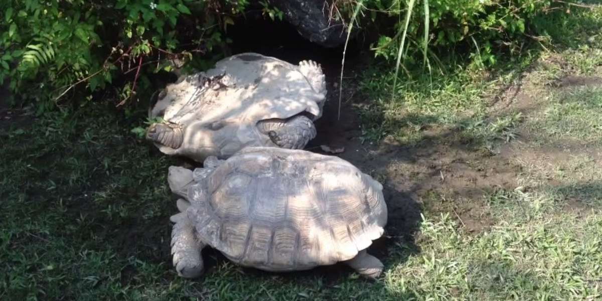 Tortoise Flips His Upside-down Friend Back Onto His Feet - The Dodo