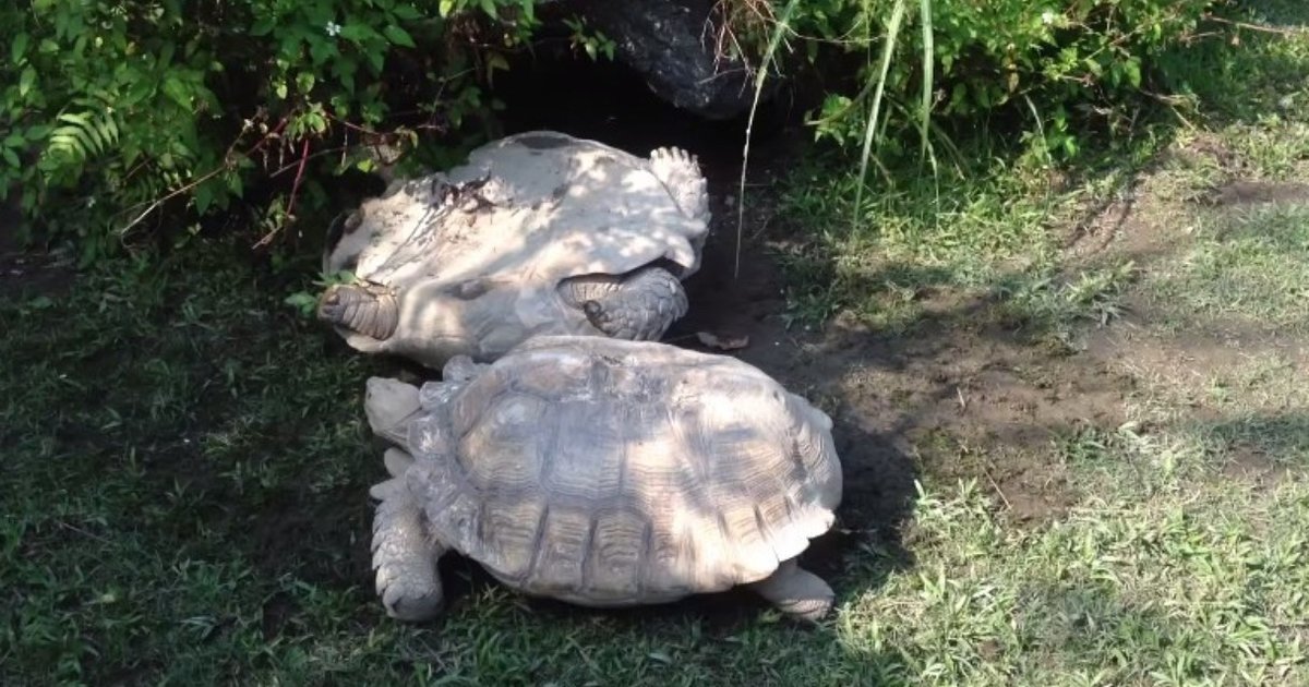 Tortoise Flips His Upside-Down Friend Back Onto His Feet - The Dodo