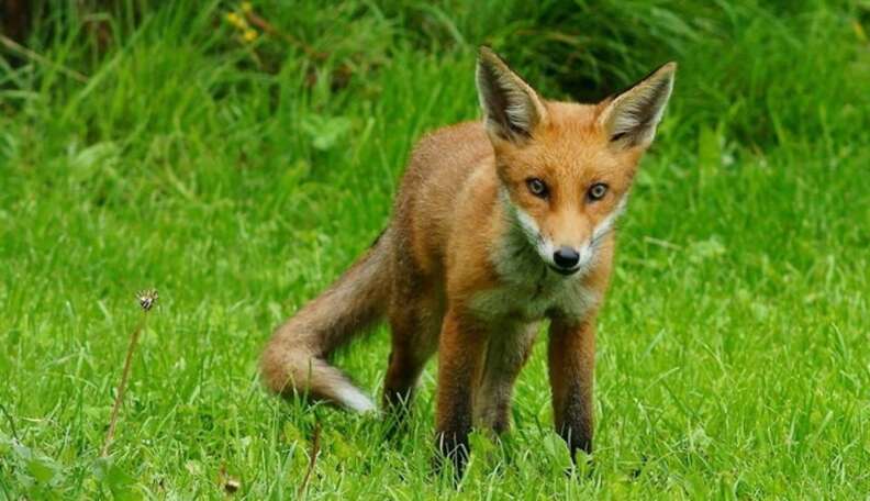 What Happens When A Fox Steals Everyone’s Shoes And Puts Them In One ...