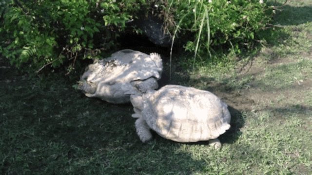 Tortoise Flips His Upside Down Friend Back Onto His Feet The Dodo