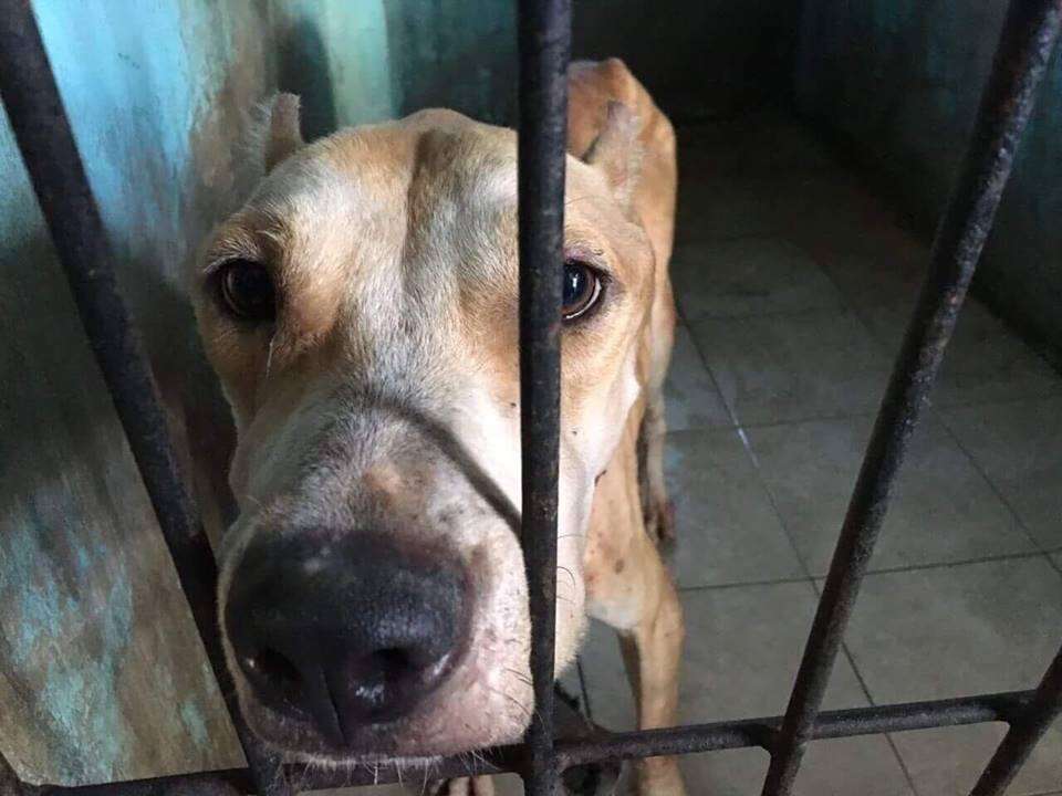 TinTin the pit bull nearly starved to death in Bali