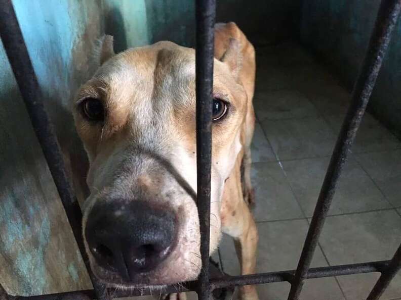 TinTin the pit bull nearly starved to death in Bali