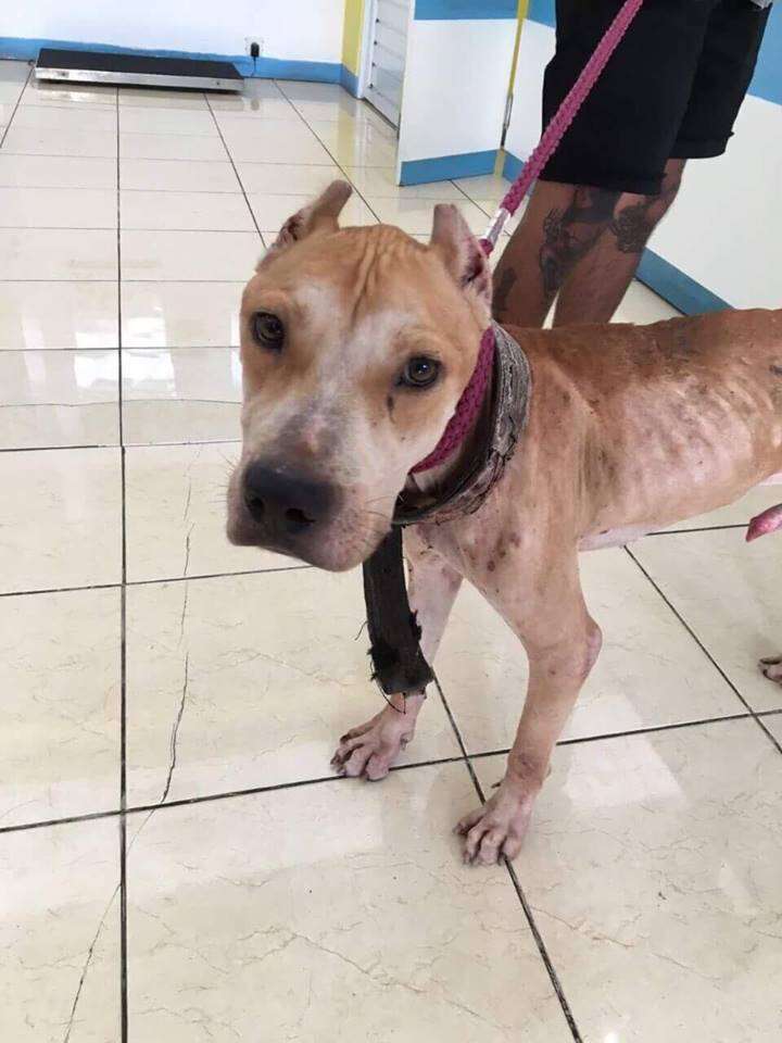 TinTin the pit bull nearly starved to death in Bali