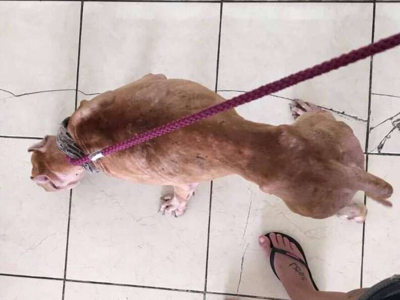 TinTin the pit bull nearly starved to death in Bali