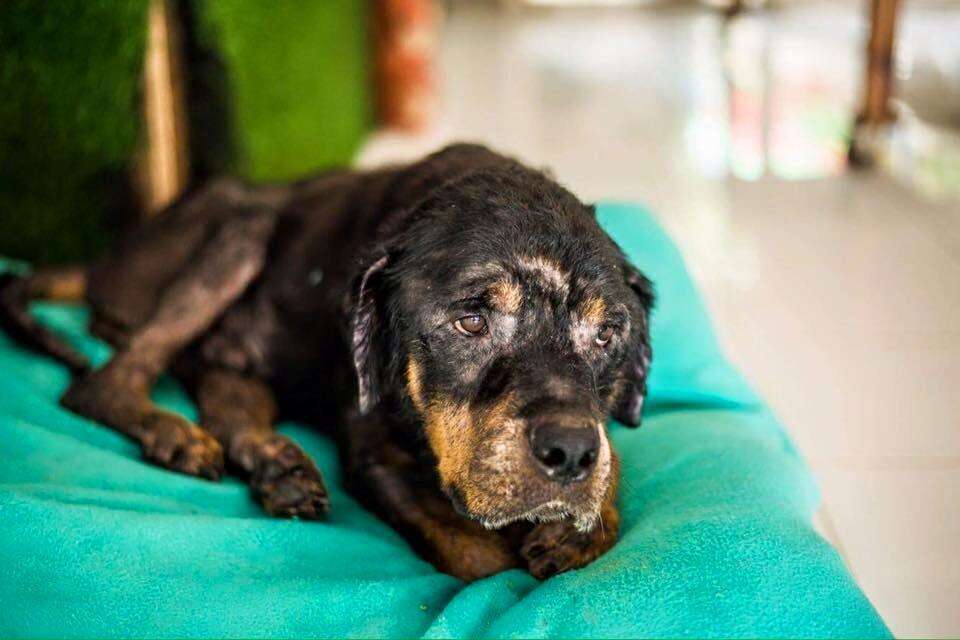 A Rottweiler being cared for in Bali, Indonesia