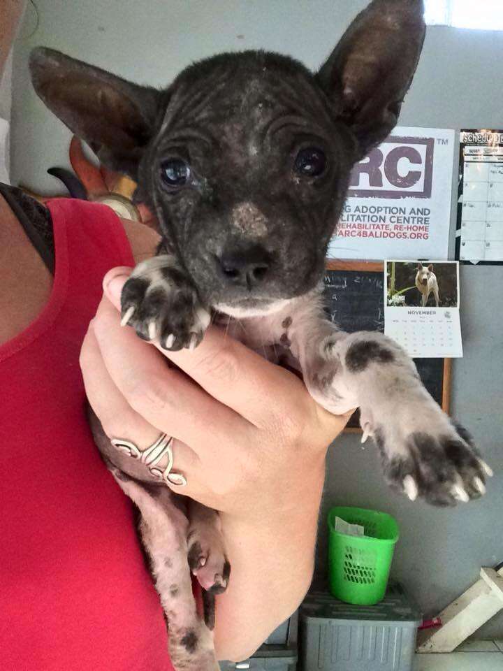 A Balinese puppy in Indonesia