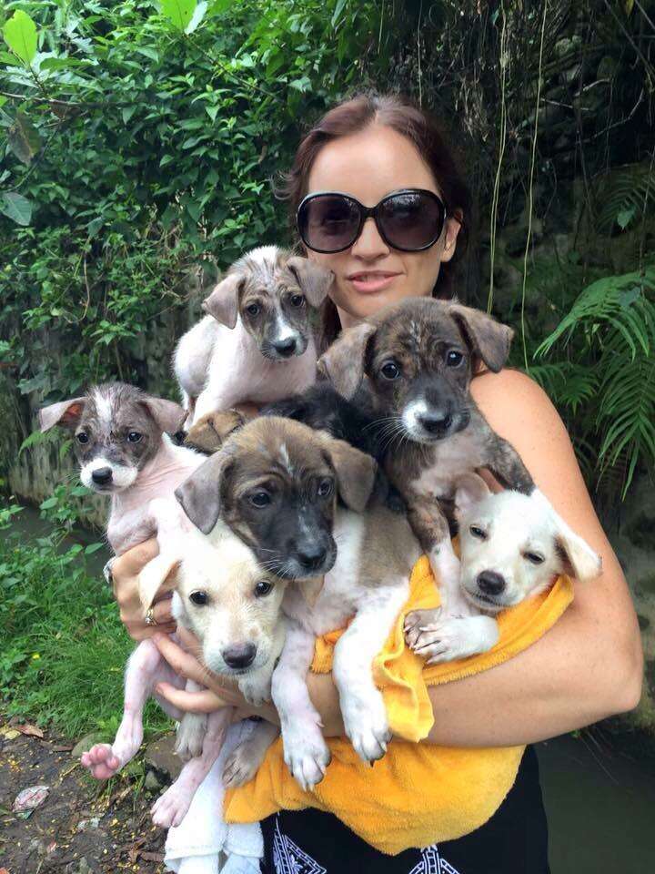 Balinese puppies being cared for at BARC
