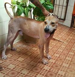 TinTin the pit bull on the road to recovery
