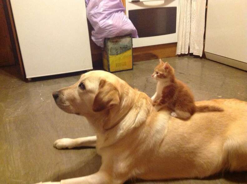 dog and cat love