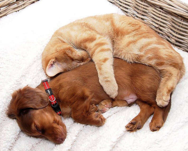 dog and cat love