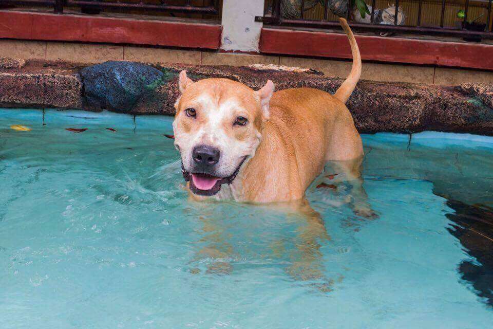 TinTin swimming at the Canggu Pet Resort