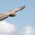 Broken-Winged Falcon's Rescue Draws Attention To Criminal Enterprise
