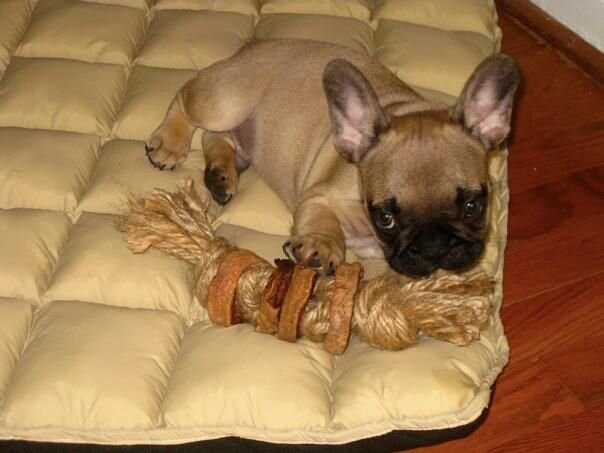 instructables dog toys
