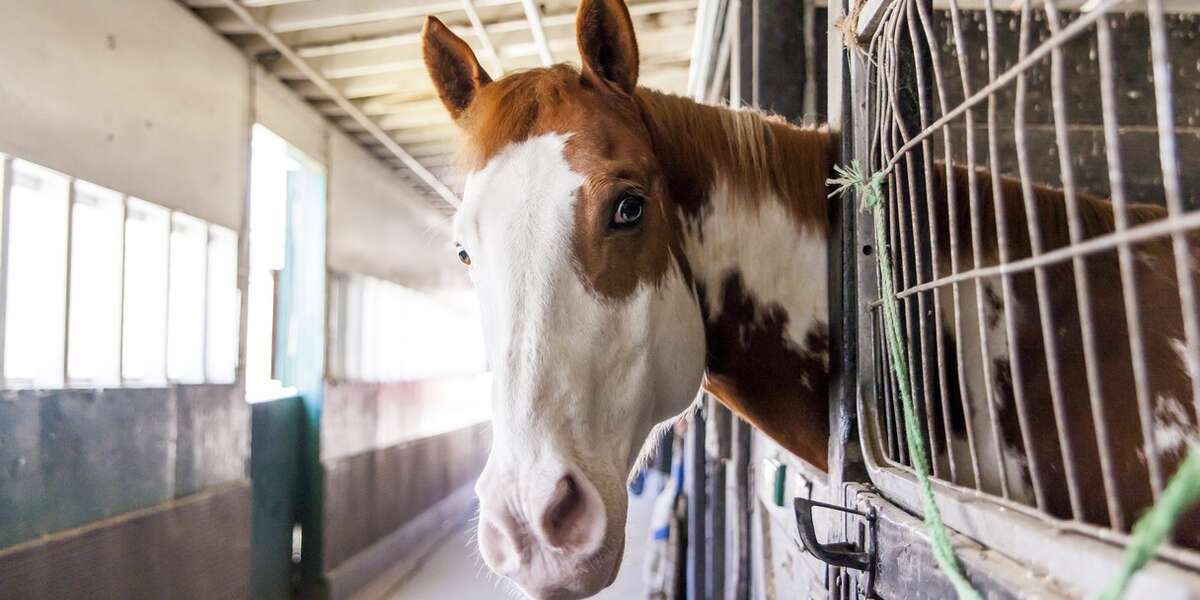 Horse Slaughterhouses Could Return To America The Dodo