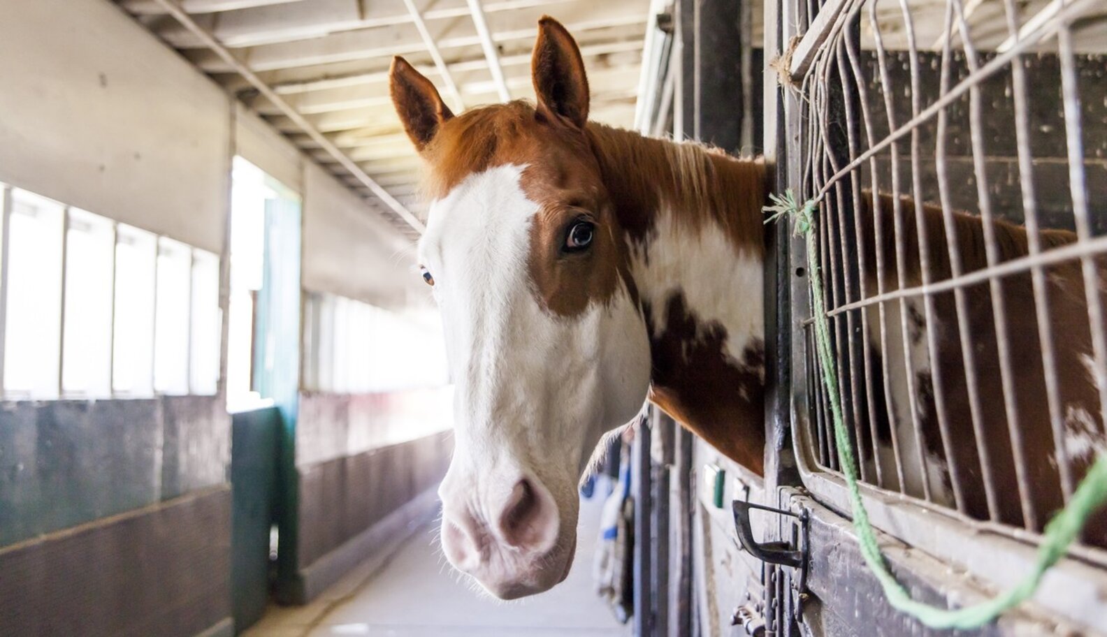 Horse Slaughterhouses Could Return To America The Dodo