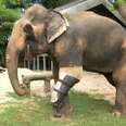 Elephants Who Lost Their Legs In Landmines Get On Their Feet Again