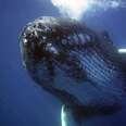 U.S. Moves To Strip Humpback Whales Of Crucial Protections