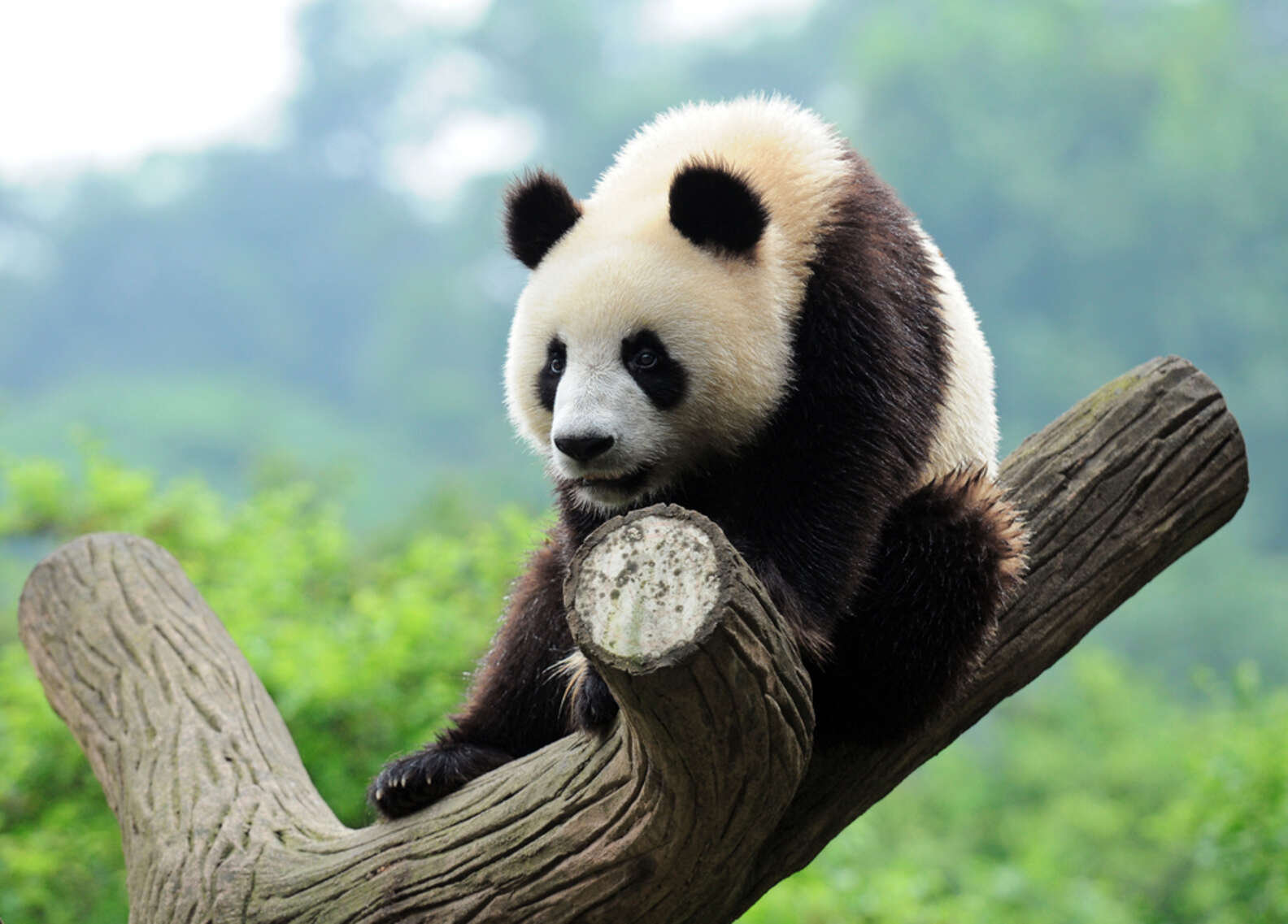 Surprising Discovery Shows Pandas Have Memories That May Rival Yours ...