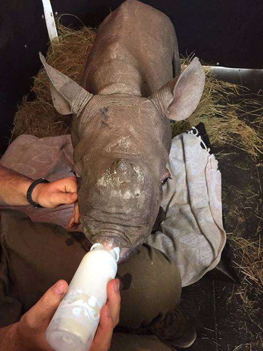 One of the rhinos at Thula Thula Orphanage