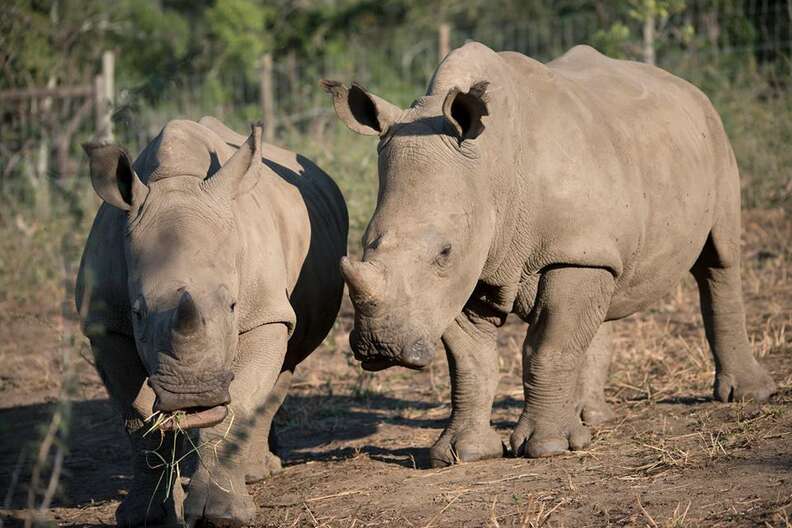 Rhinos Gugu and Thando at Thula Thula