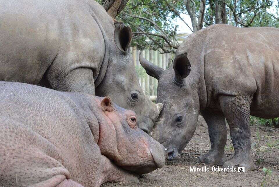 Rhinos Isimiso and Mahkosi with hippo Charlie at Thula Thula Rhino Orphanage