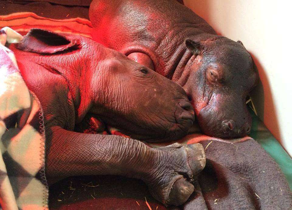 One of the rhinos, Makhosi, napping with Charlie the hippo