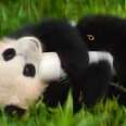These Pandas Are Way Clumsier Than You